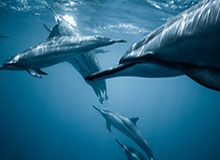 Leyu Sports-你爱吃的网红凤爪，生产工人为何一口不吃？其用工业双氧水漂白，药厂参与，黑产链终被